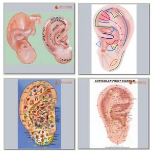Curso de Auriculoterapia e Auriculomedicina Escola Chinesa