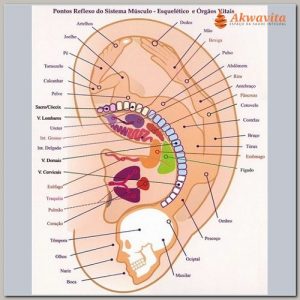 Curso Presencial de Auriculoterapia e AuriculoMedicina Francesa