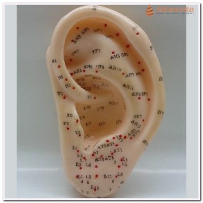 Modelo Orelha de Silicone com pontos 13 cm Esquerda