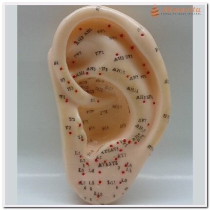 Modelo Orelha de Silicone com pontos 13 cm Esquerda