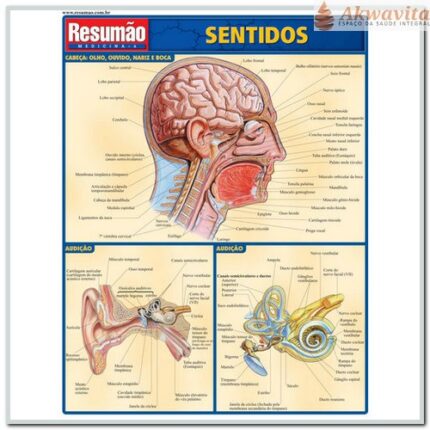 Resumão da Anatomia dos 5 Órgãos dos Sentidos