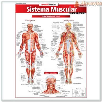Resumão da Anatomia do Sistema Muscular Avançado