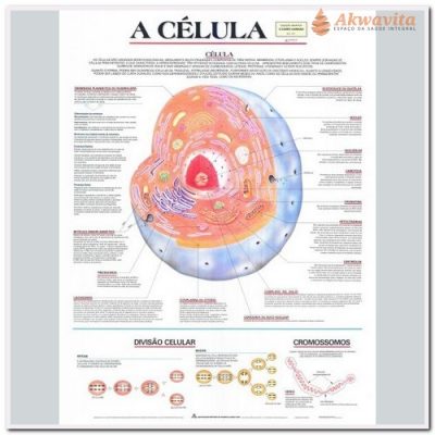 Anatomia Humana Célula Animal e Constituintes 89x117cm