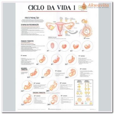 Anatomia Humana Ciclo da Vida I até Nascimento 89x117cm