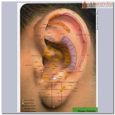 Mapa Acupuntura Auricular em Orelha Real Plastificado