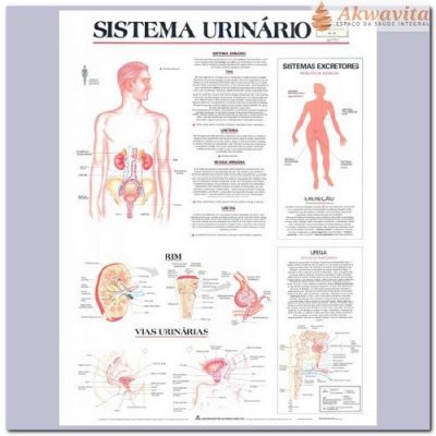 Anatomia Humana Sistema Urinário Completo 89x117cm